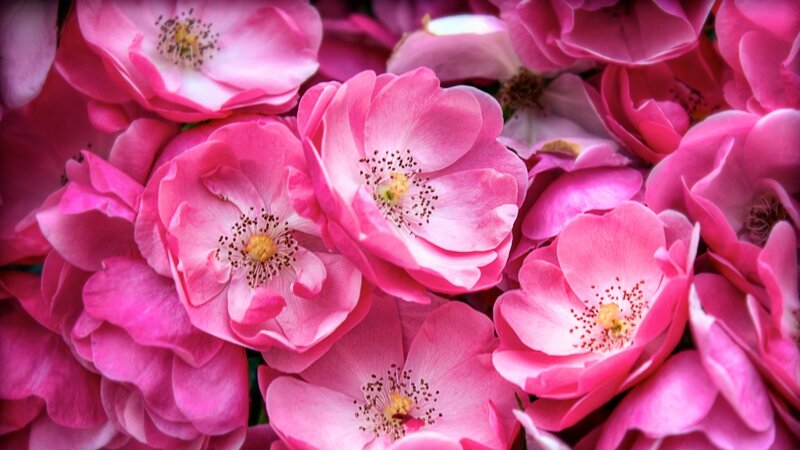 Pink Roses in Bloom — Vibrant, Spring, Photograph, Petals