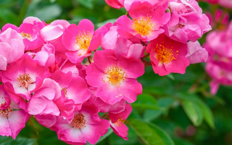 Pink Roses in Bloom — Vibrant, Spring, Photograph
