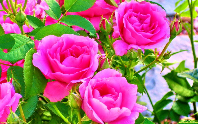 Pink Roses in Bloom — Vibrant, Spring