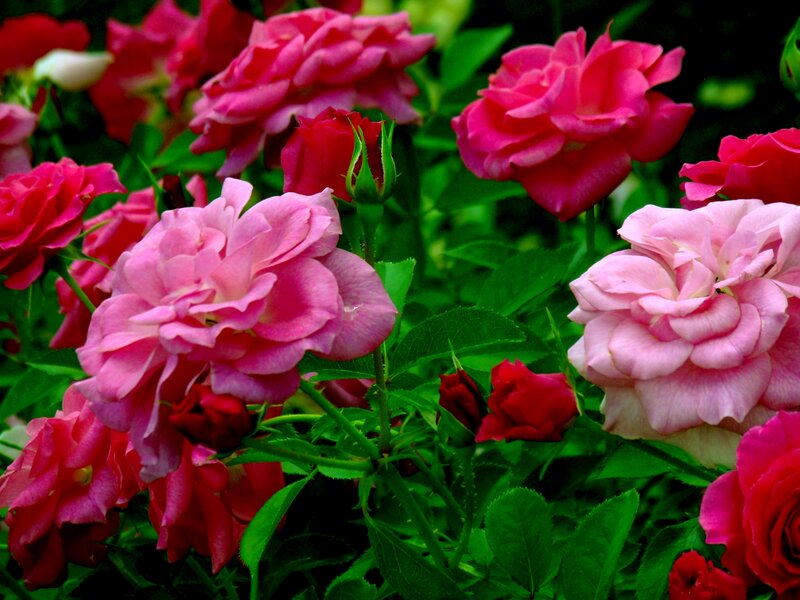 Pink Roses in Bloom — Vibrant, Summer, Photograph, Buds