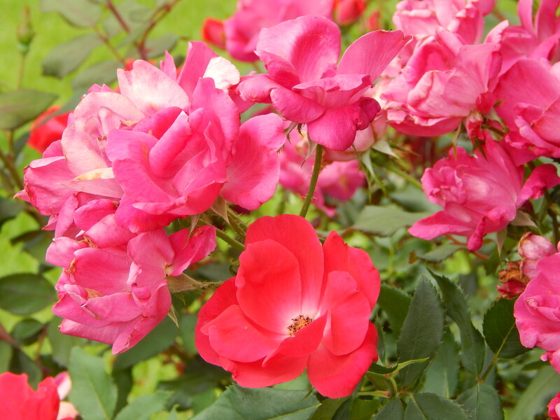 Pink Roses in Bloom — Vibrant, Summer, Photograph