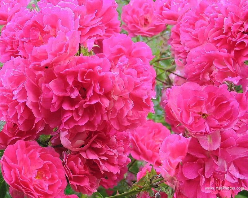 Pink Roses in Bloom — Vibrant, Summer