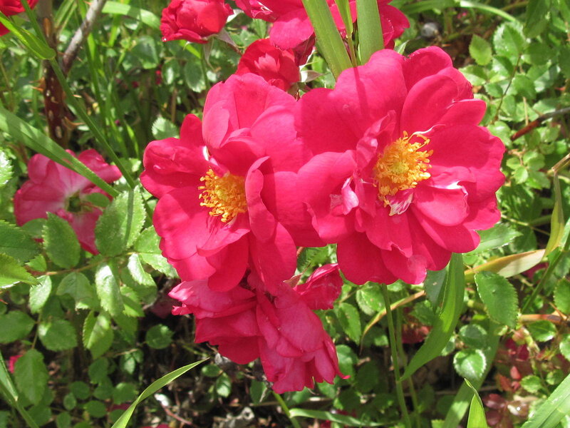 Pink Roses in Bloom — Vibrant