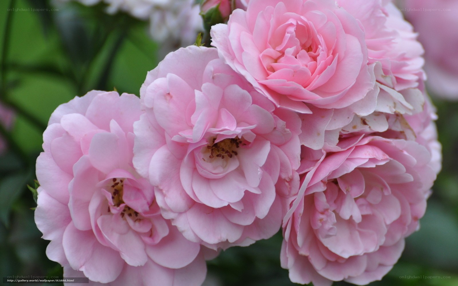 Pink roses in bloom