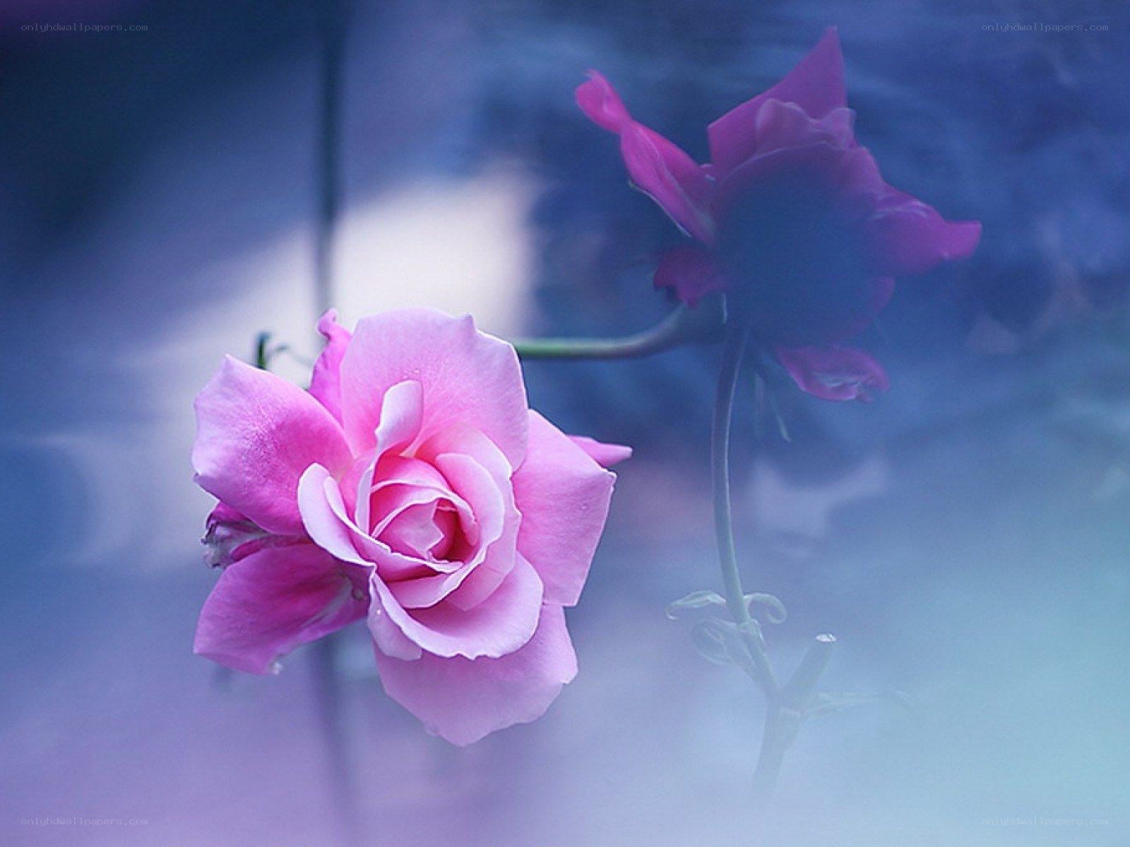 Pink roses in blue mist