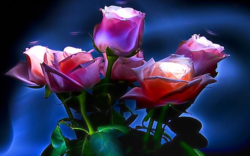 Pink Roses in Bouquet — Blue, Dramatic, Night