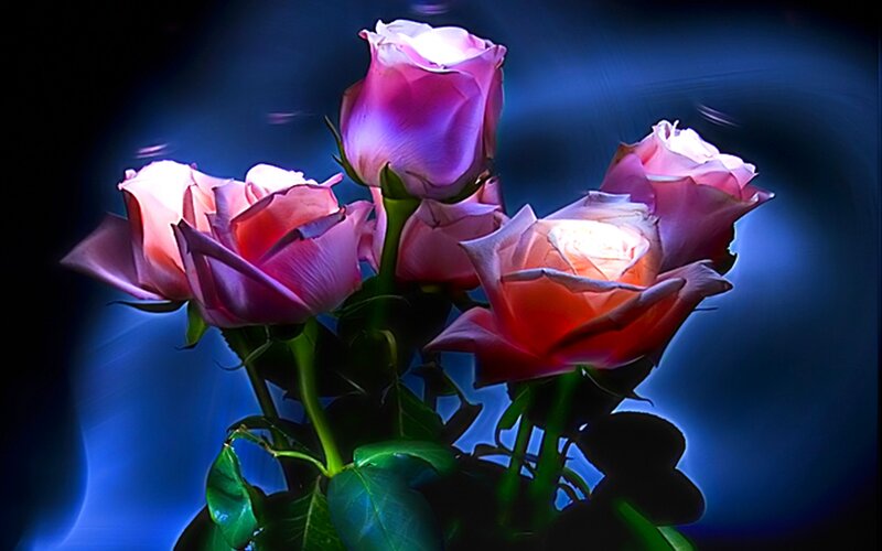 Pink Roses in Bouquet — Blue, Dramatic