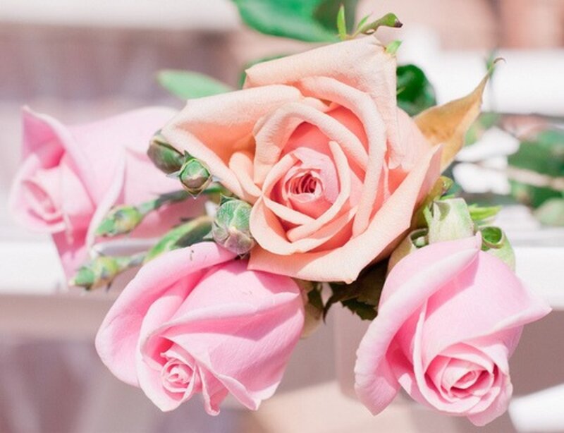 Pink Roses in Bouquet — Calm, Afternoon, Photograph, Buds