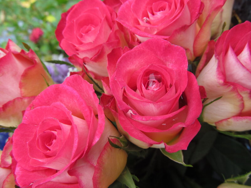 Pink Roses in Bouquet — Calm, Afternoon, Photograph