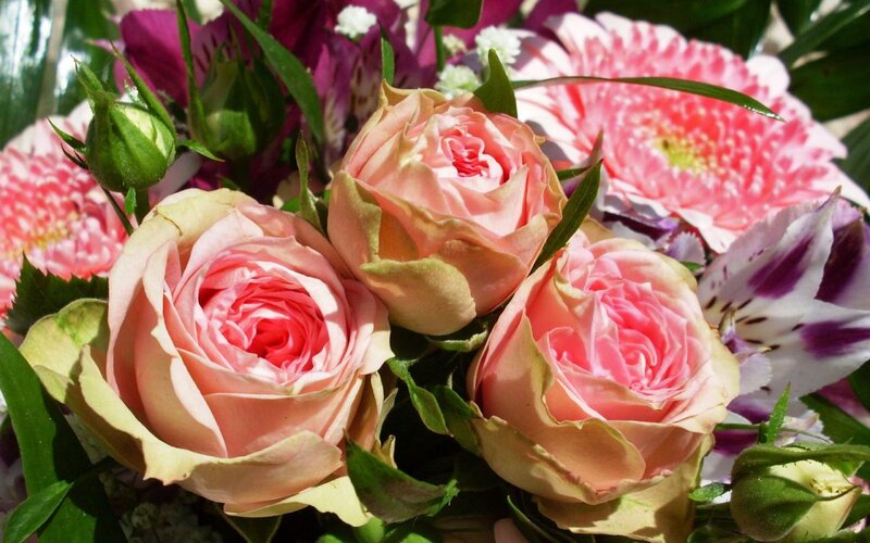 Pink Roses in Bouquet — Calm, Afternoon