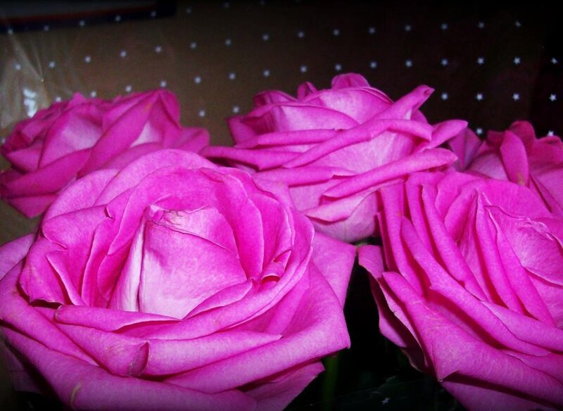 Pink Roses in Bouquet — Calm, Photograph, Flowers