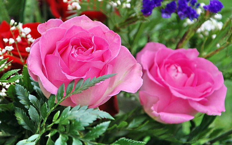 Pink Roses in Bouquet — Calm, Photograph, Green Leaves, White Flowers, Purple Flowers
