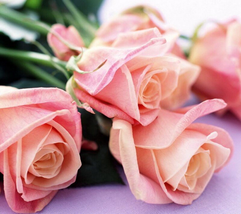 Pink Roses in Bouquet — Calm, Photograph, Green Stems