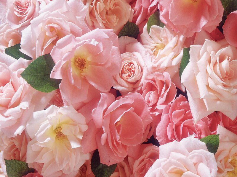 Pink Roses in Bouquet — Calm, Photograph, Leaves
