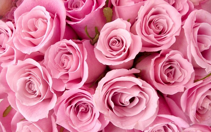 Pink Roses in Bouquet — Calm, Photograph, Petals, Buds