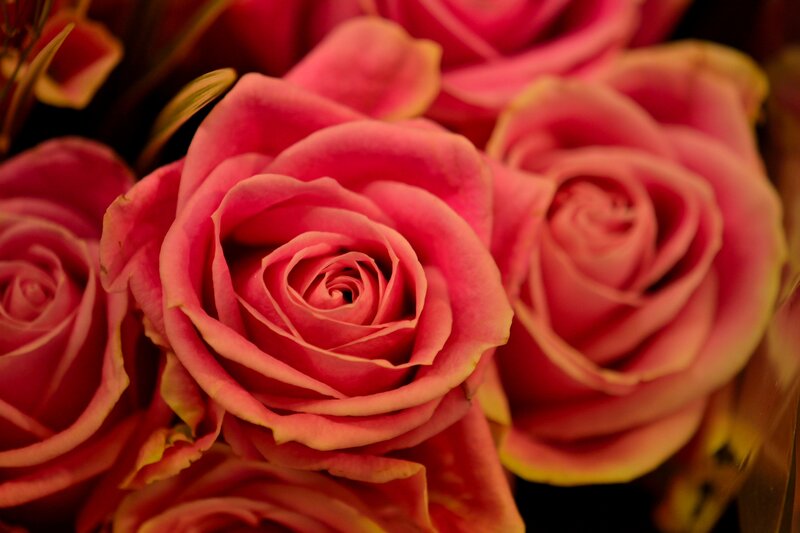 Pink Roses in Bouquet — Calm, Photograph, Petals, Greenery