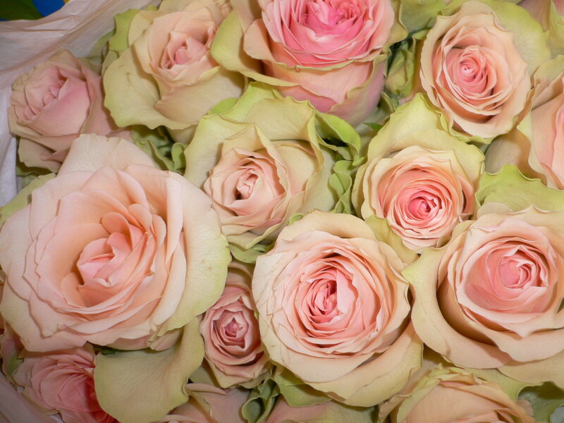 Pink Roses in Bouquet — Calm, Photograph, Petals