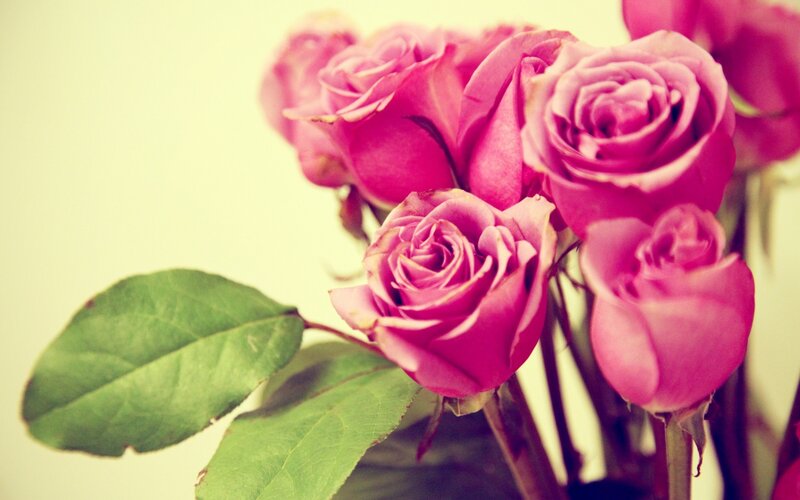 Pink Roses in Bouquet — Calm, Photograph