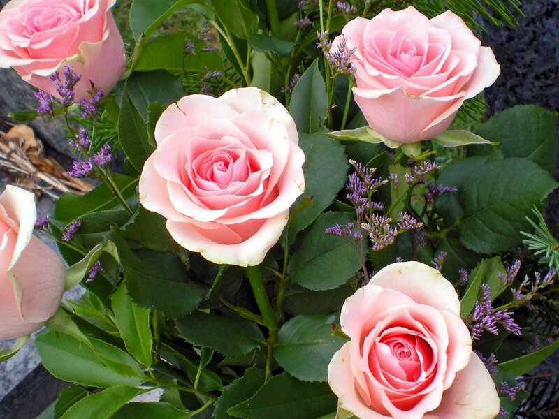 Pink Roses in Bouquet — Calm, Spring, Photograph
