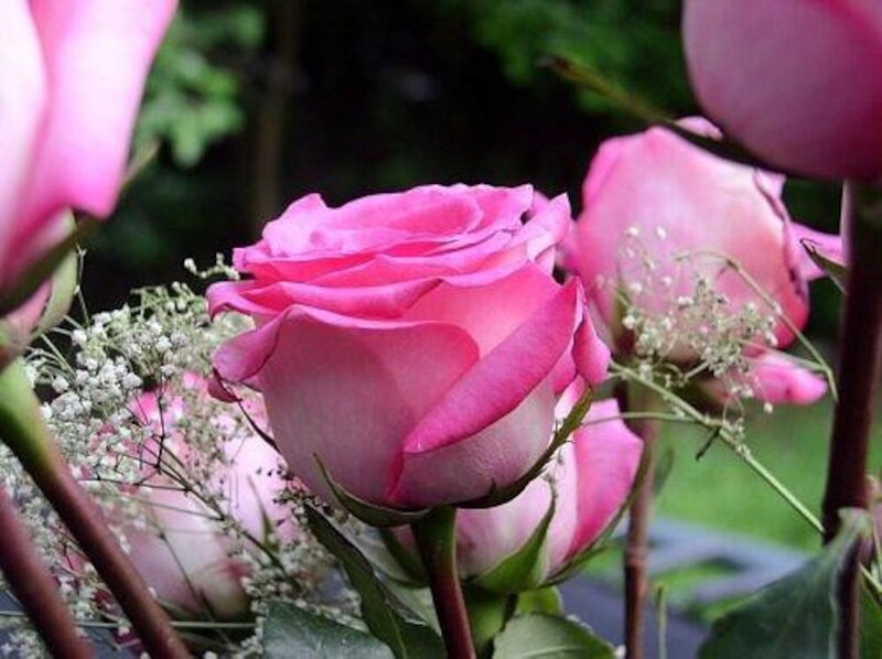 Pink Roses in Bouquet — Calm, Spring