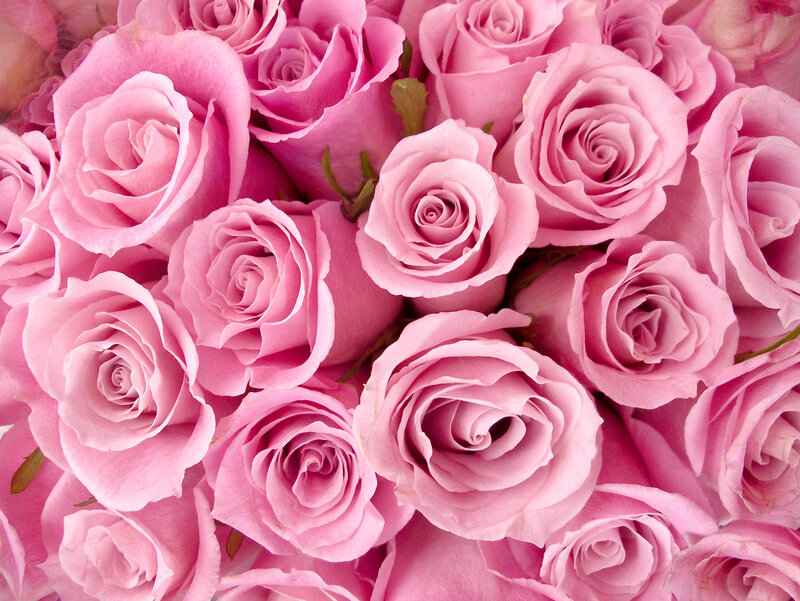 Pink Roses in Bouquet — Calm