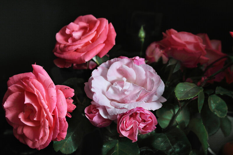 Pink Roses in Bouquet — Dramatic, Photograph, Flowers