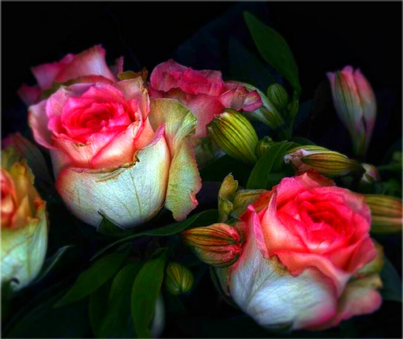 Pink Roses in Bouquet — Dramatic, Photograph