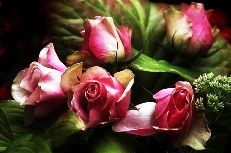 Pink Roses in Bouquet — Dramatic