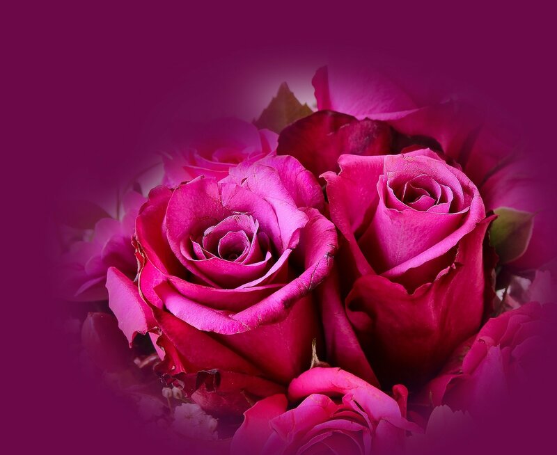 Pink Roses in Bouquet — Magenta, Dramatic