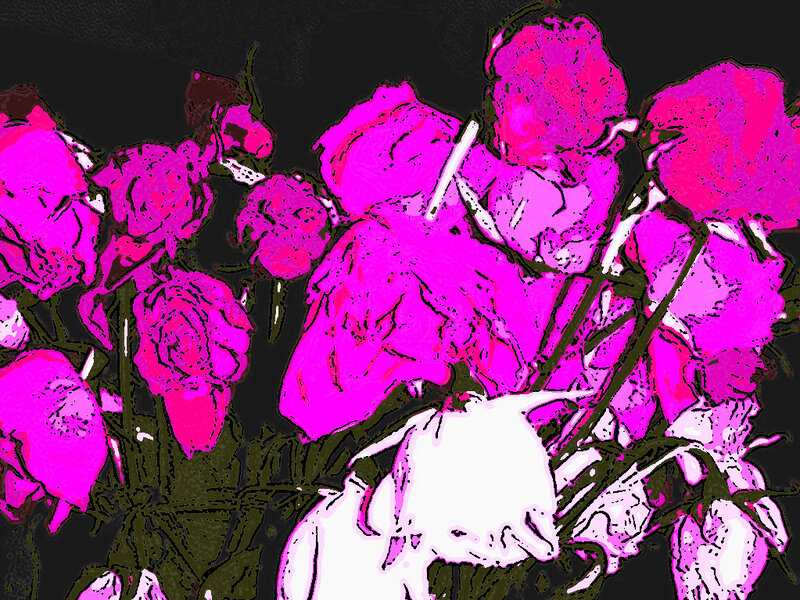Pink Roses in Bouquet — Magenta