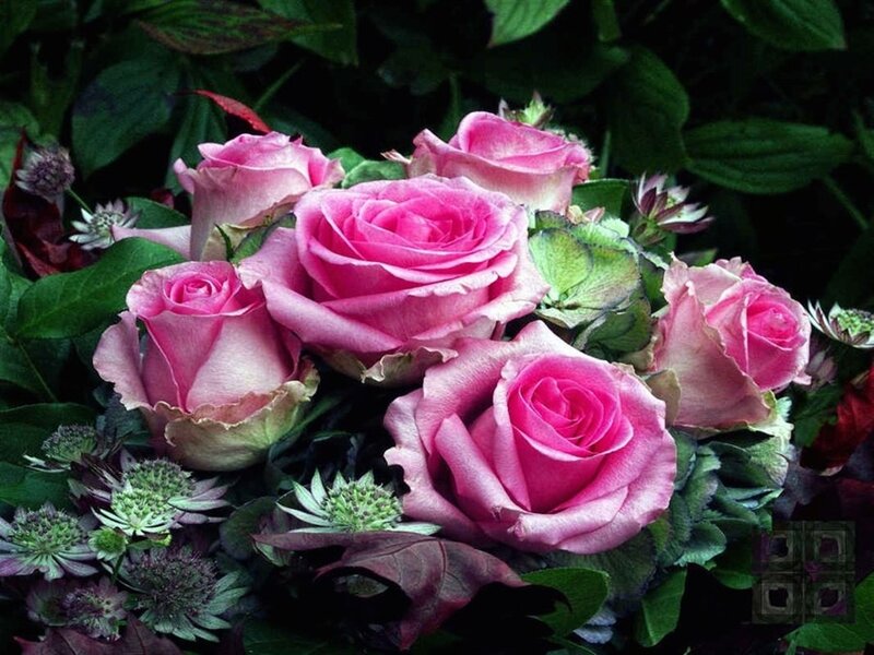 Pink Roses in Bouquet — Natural
