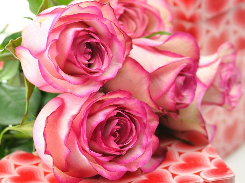 Pink Roses in Bouquet — Romantic, Photograph