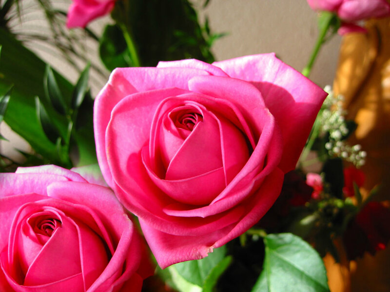 Pink Roses in Bouquet — Serene, Afternoon