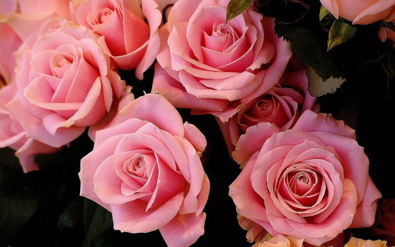 Pink Roses in Bouquet — Serene, Photograph, Flowers
