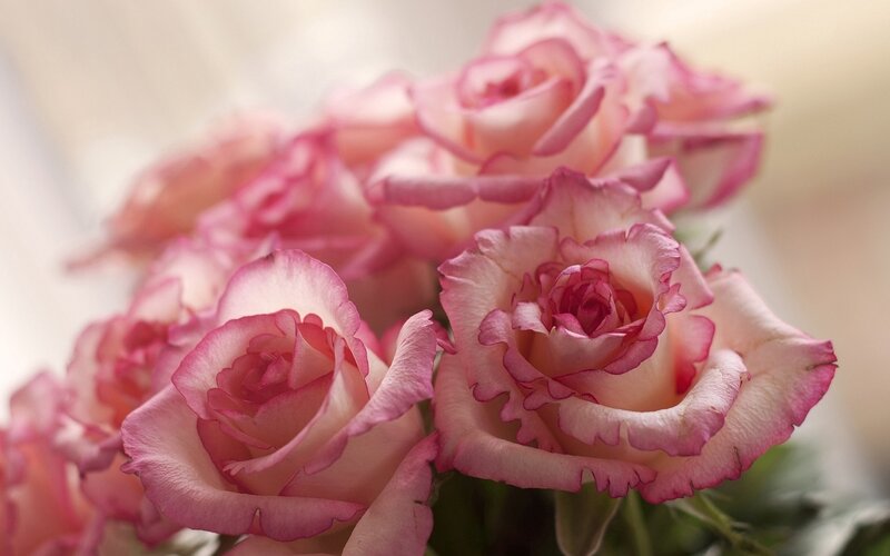 Pink Roses in Bouquet — Serene, Photograph, Petals, Greenery