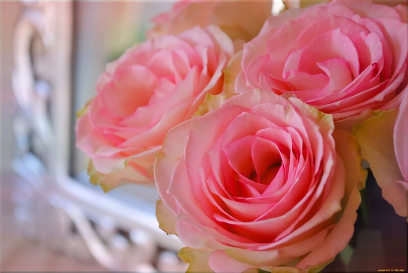 Pink Roses in Bouquet — Serene, Photograph, Vase