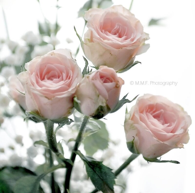 Pink Roses in Bouquet — Serene