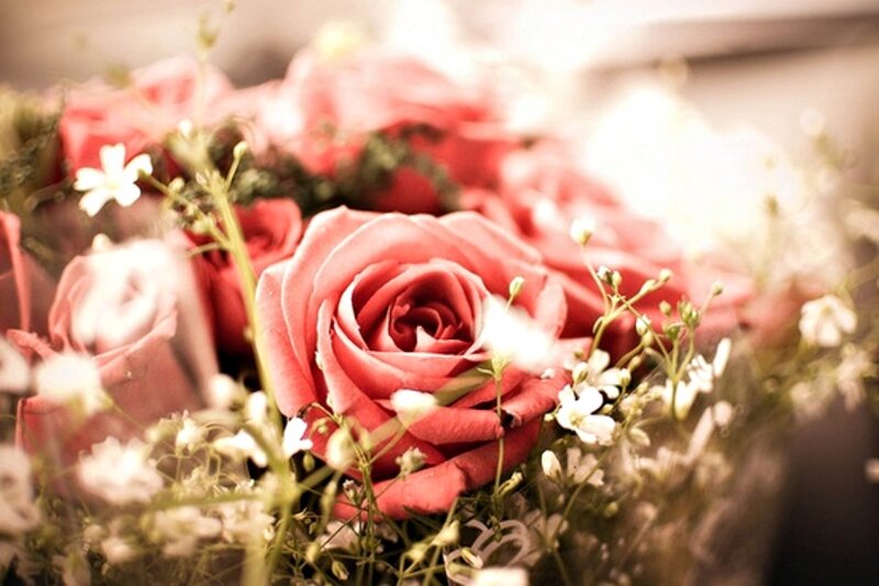 Pink Roses in Bouquet — Soft, Photograph