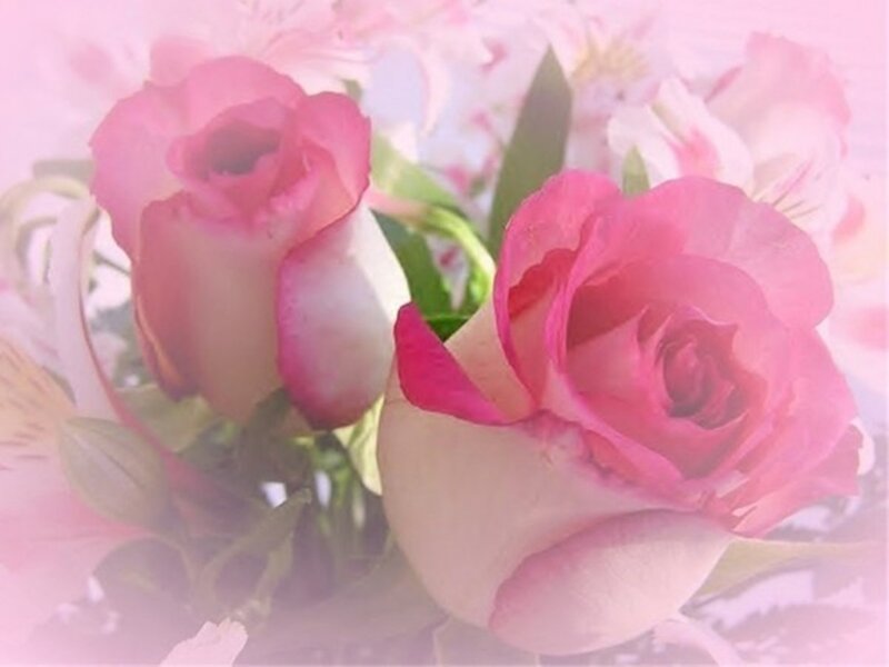 Pink Roses in Bouquet — Soft
