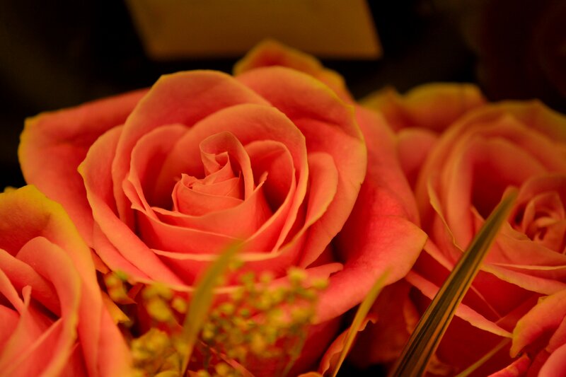 Pink Roses in Bouquet — Warm