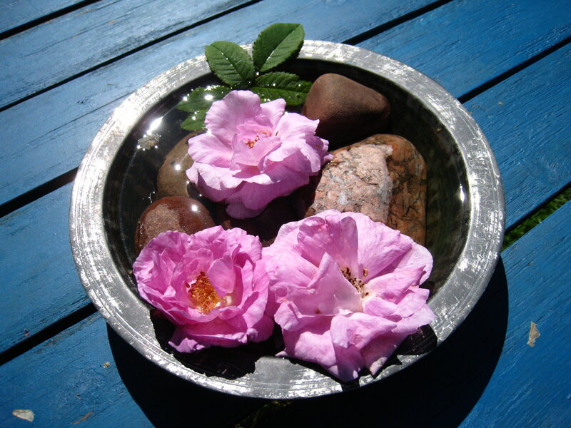 Pink Roses in Bowl — Blue