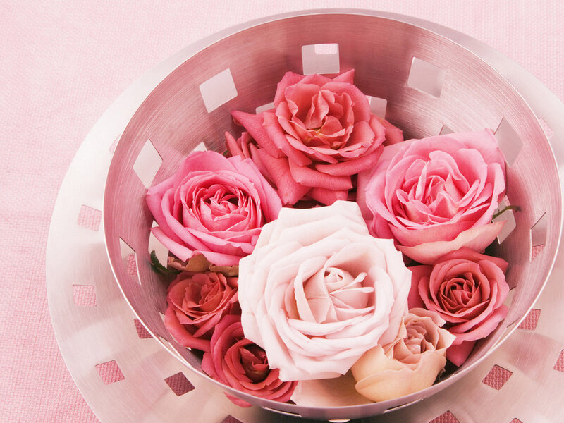 Pink Roses in Bowl — Calm