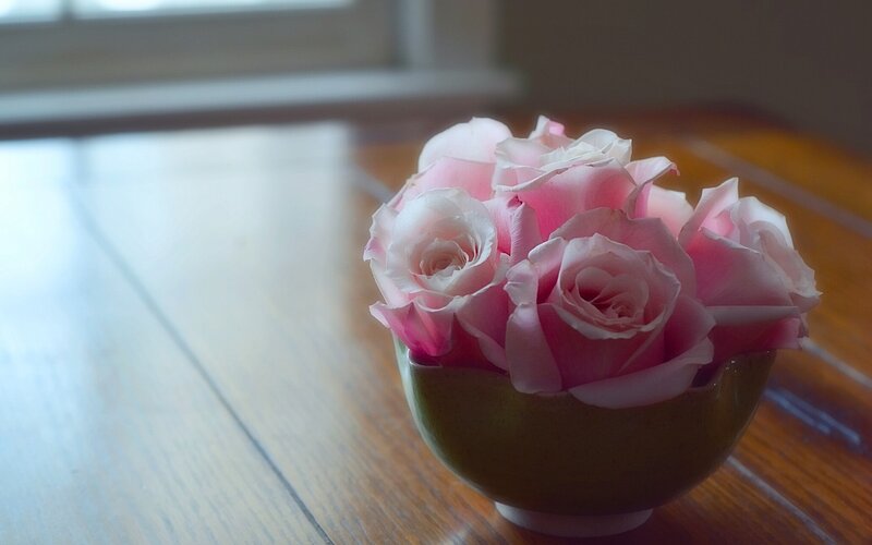 Pink Roses in Bowl — Serene, Morning, Photograph