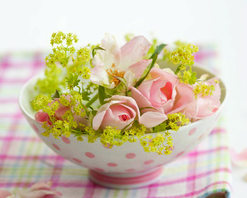 Pink Roses in Bowl — Serene, Spring