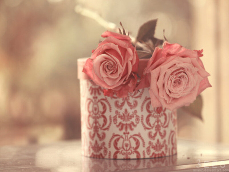 Pink Roses in Box — Calm