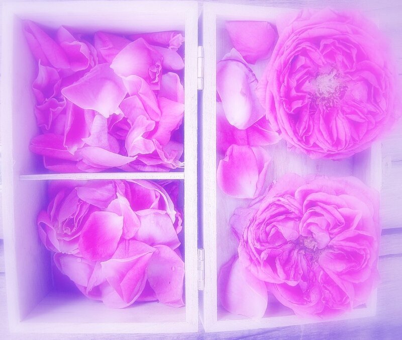 Pink Roses in Box — Serene, Photograph, Flowers, Petals
