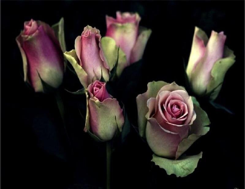 Pink Roses in Bud