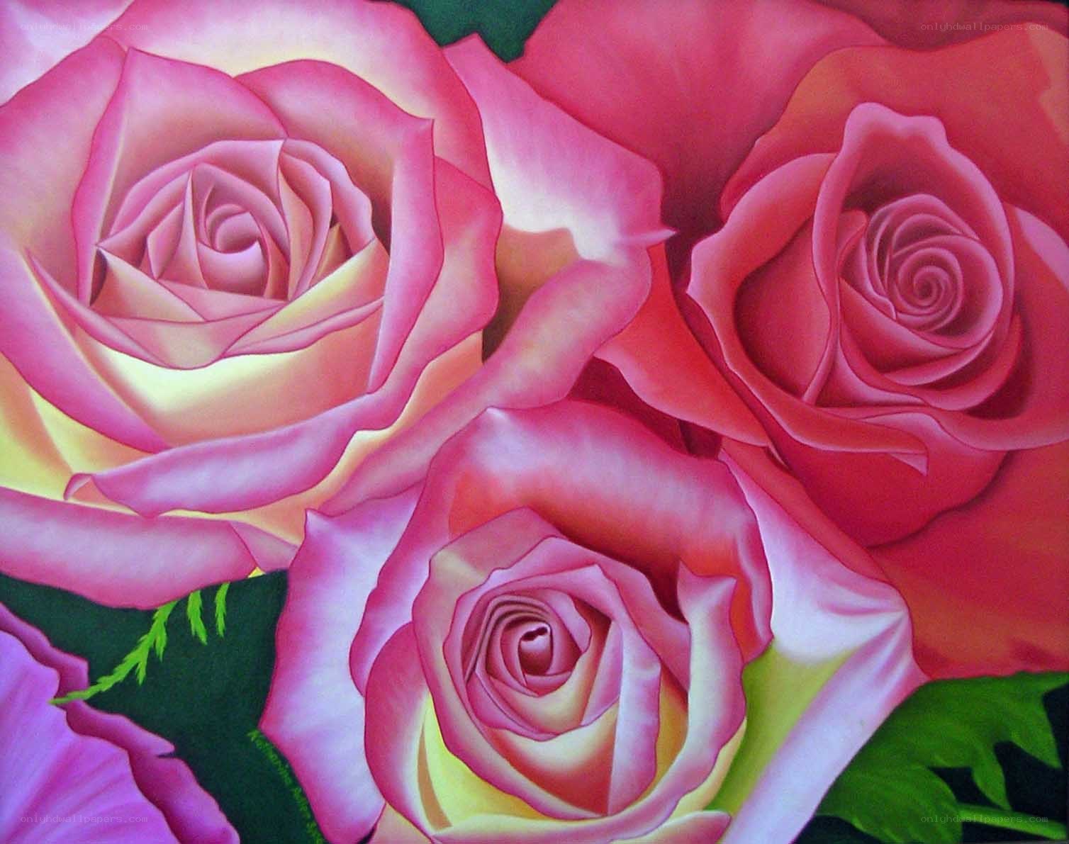 Pink roses in close-up