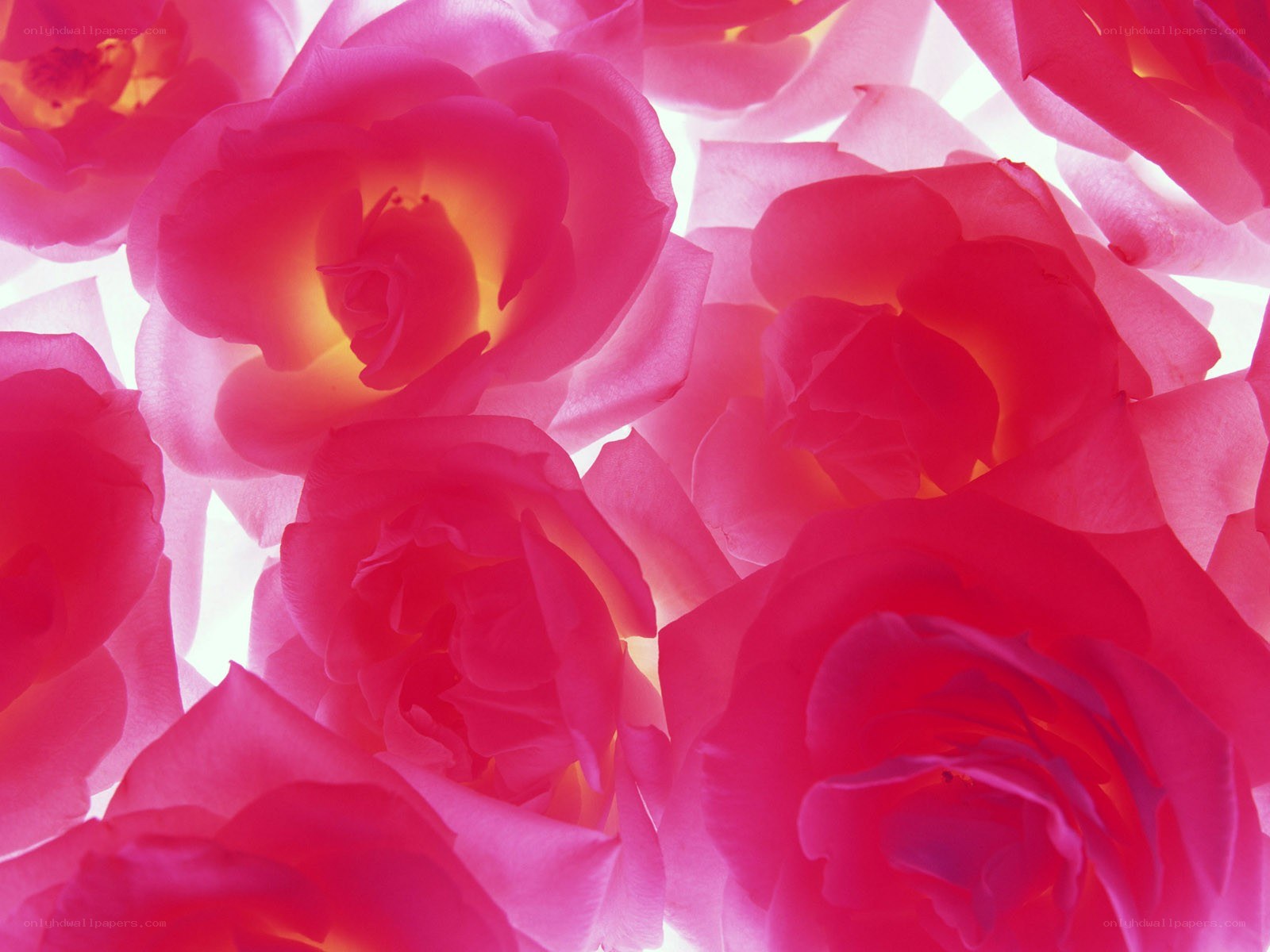 Pink roses in close-up