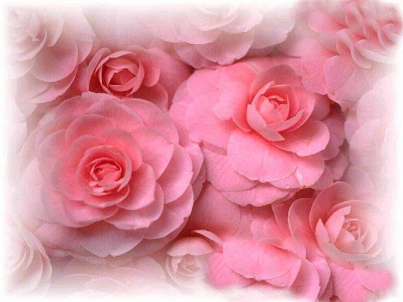 Pink Roses in Cluster — Soft